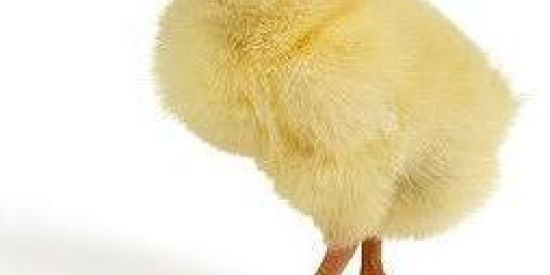 Imagem do grupo de WhatsApp Zuera de adolescente..