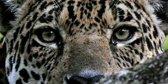 Imagem do grupo de WhatsApp 🐯Boca da Onça🐅