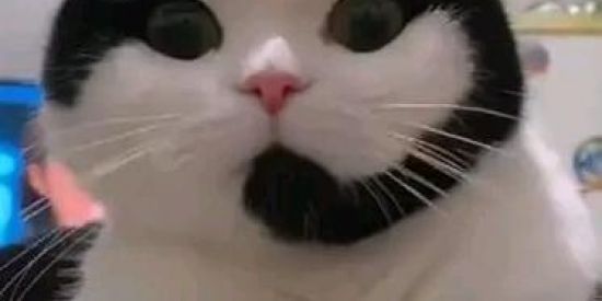 Imagem do grupo de WhatsApp ThalyaCatt 🦊🔥