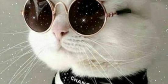 Imagem do grupo de WhatsApp ༊෴✿𝐓𝐇𝐄 𝐊𝐈𝐍𝐆𝐒〄࿐