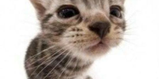 Imagem do grupo de WhatsApp TROCA DE SEGUIDORES ❤‍🔥🥂