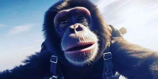 Imagem do grupo de WhatsApp NFT🐵