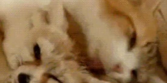 Imagem do grupo de WhatsApp Divulgação Instagram