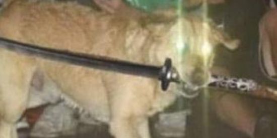 Imagem do grupo de WhatsApp minecraft Mundo quadrado