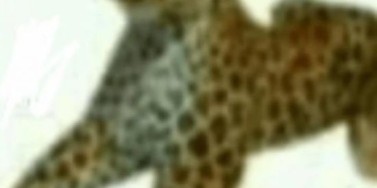 Imagem do grupo de WhatsApp Ａｍｉｇｕｉｎｈｏｓ 2.0