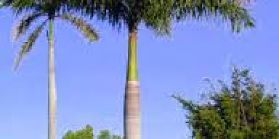 Imagem do grupo de WhatsApp Fofoquinhas 🌴 P.D.I