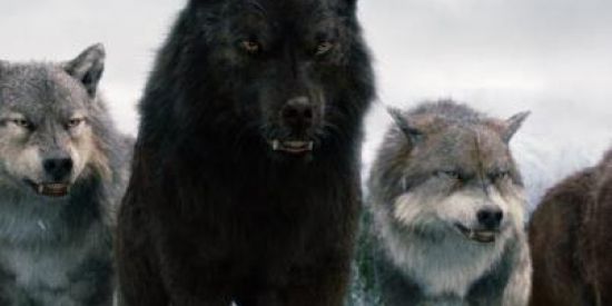 Imagem do grupo de WhatsApp (🐺ALCATÉIA DOS LOBOS 🐺) CULTURA DO LOBO SOLITÁRIO E SUA FORÇA EM SOBREVIVER SÓ OU ACOMPANHADO.🖤❤️💭💬