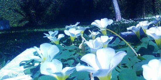 Imagem do grupo de WhatsApp Jardinagem