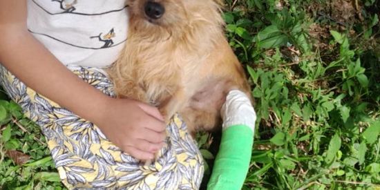 Imagem do grupo de WhatsApp Ajuda para o Peco