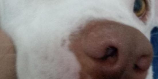 Imagem do grupo de WhatsApp PASSEADORES DE CÃES TERESÓPOLIS 🐶