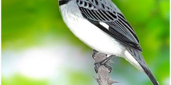 Imagem do grupo de WhatsApp Apaixonados por golinha