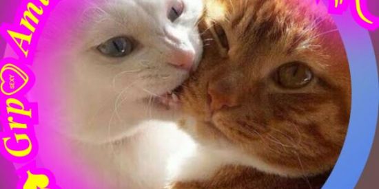 Imagem do grupo de WhatsApp ꧁❤️⎳𝓸𝓿𝓮❥ 𝑮𝒓𝒑. 𝑨𝒎𝒊𝒛𝒂𝒅𝒆𝒔 𝒆 𝒏𝒂𝒎𝒐𝒓𝒐 💋☆࿐꧂