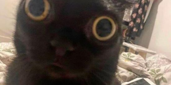 Imagem do grupo de WhatsApp ☆・Nyan・☆