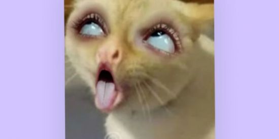 Imagem do grupo de WhatsApp Zueira 24 horas😽