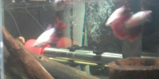 Imagem do grupo de WhatsApp Tudo Sobre Bettas 🐟🐠🐡🐬🐳🦈