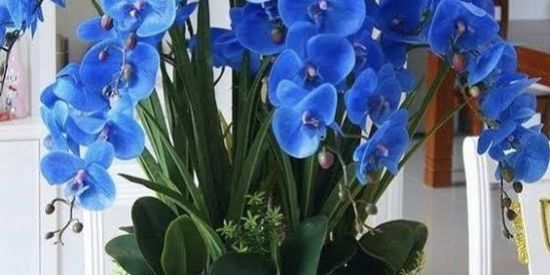 Imagem do grupo de WhatsApp Aprendam como cuidar das suas orquídeas