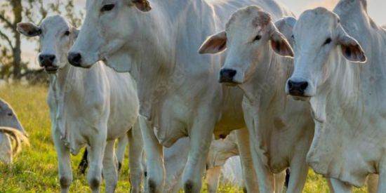 Imagem do grupo de WhatsApp 🌾🤠🌿Os meninos da pecuária🐎🐄