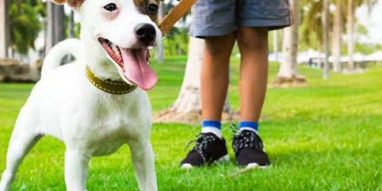 Imagem do grupo de WhatsApp Passeio com seu cachorro