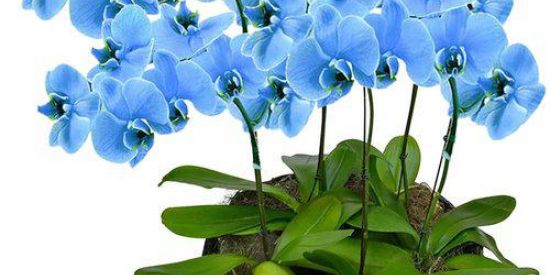 Imagem do grupo de WhatsApp Como deixar suas orquídeas belíssimas