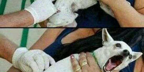 Imagem do grupo de WhatsApp O grupo do ze gotinha