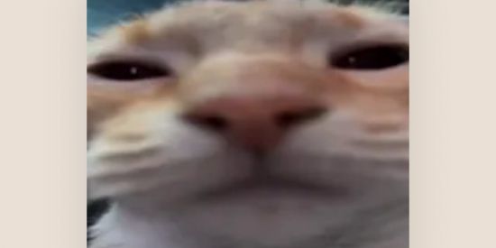 Imagem do grupo de WhatsApp The Union