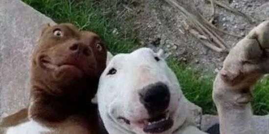 Imagem do grupo de WhatsApp CANTO DA AMIZADE