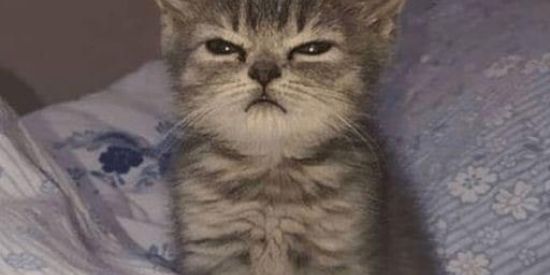 Imagem do grupo de WhatsApp Amizade