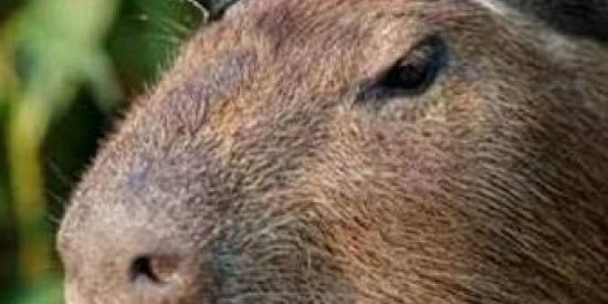 Imagem do grupo de WhatsApp COMUNISTAS BRASILEIROS