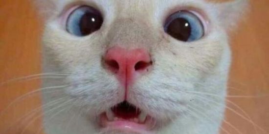 Imagem do grupo de WhatsApp Resenha todo dia ✡️ seus aligenigena ☠️