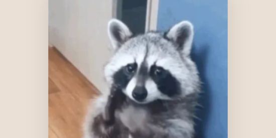 Imagem do grupo de WhatsApp Os boyzinhos