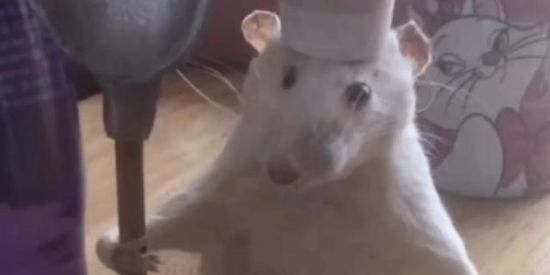 Imagem do grupo de WhatsApp To paradise 🍷