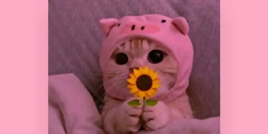 Imagem do grupo de WhatsApp Bagaceira total