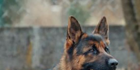 Imagem do grupo de WhatsApp Ebook adestramento de cães 🐶