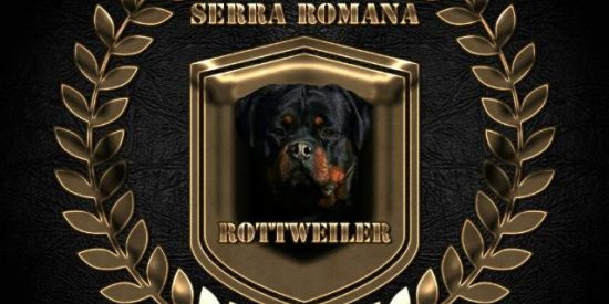 Imagem do grupo de WhatsApp 🇧🇷 Canil Serra Romana 🇩🇪2️⃣