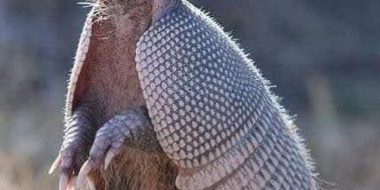 Imagem do grupo de WhatsApp 🐕Caçador sem limites🐗