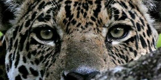 Imagem do grupo de WhatsApp 🐯Boca da Onça🐅