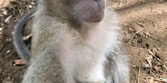 Imagem do grupo de WhatsApp qual quer coisa menos tudo