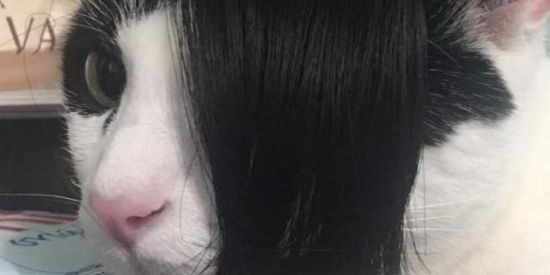 Imagem do grupo de WhatsApp 𝑾𝑬𝑩 𝑨𝑳𝑬𝑨𝑻𝑶𝑹𝑰𝑶𝑺 📌