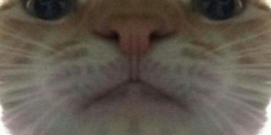 Imagem do grupo de WhatsApp 『 𝕮𝖍𝖆𝖙𝖟𝖎𝖓 𝖉𝖆 𝖒𝖆𝖉𝖚 』