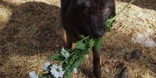 Imagem do grupo de WhatsApp ⃟⃤⃝🐺𝑨𝒍𝒄𝒂𝜯𝒆𝒊𝒂🕸⃟⃤⃝🌹