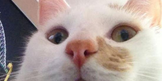 Imagem do grupo de WhatsApp Encontre novas amizades!!🍄