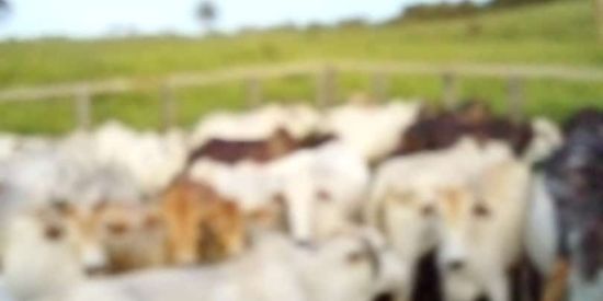 Imagem do grupo de WhatsApp Sítio da Afonsinha