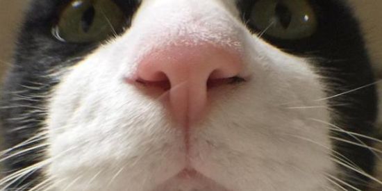 Imagem do grupo de WhatsApp Grupo das fofoca