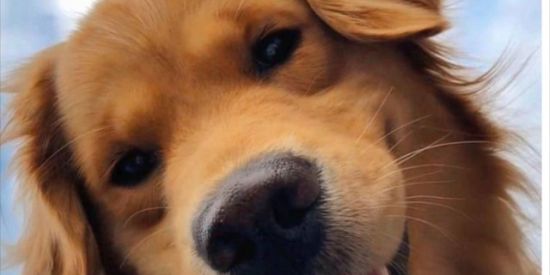 Imagem do grupo de WhatsApp Como cuidar e manter a saúde do seu cão 🐶