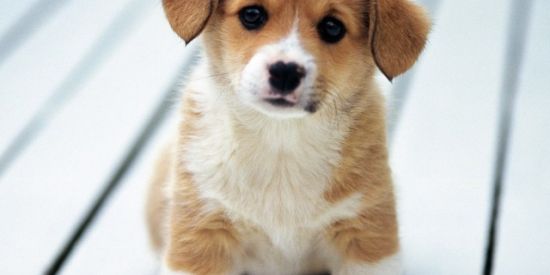 Imagem do grupo de WhatsApp Adestramento Fácil de Cães 🐶