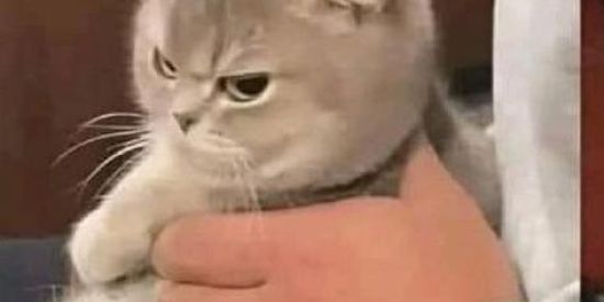 Imagem do grupo de WhatsApp ❥𝐁𝐑𝐎𝐍𝐊𝐒➾