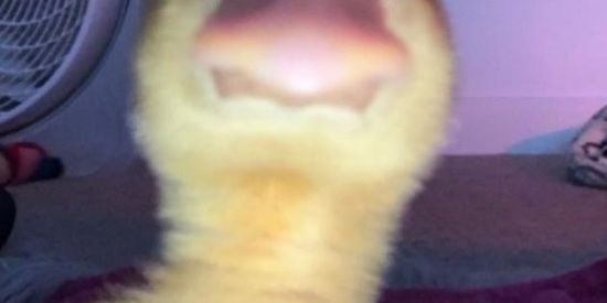 Imagem do grupo de WhatsApp 77𝕭𝕬𝕶𝕱𝕽𝕴𝕰𝕹𝕯𝕾𝕳𝕴𝕻𝕾77