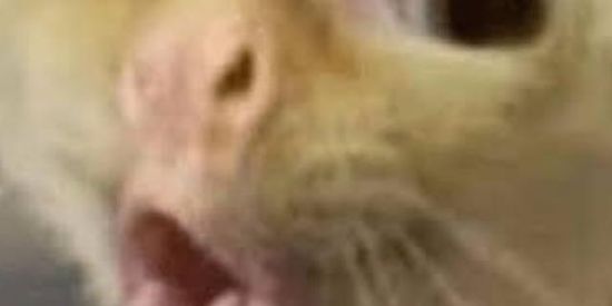 Imagem do grupo de WhatsApp CABEÇA DE MELÃO 😂🤪🤡