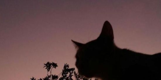 Imagem do grupo de WhatsApp AMIZADE.....🫂🤟🏻✨