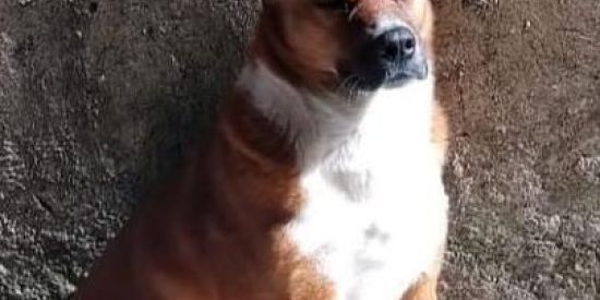 Imagem do grupo de WhatsApp Os pisa fofo 👠